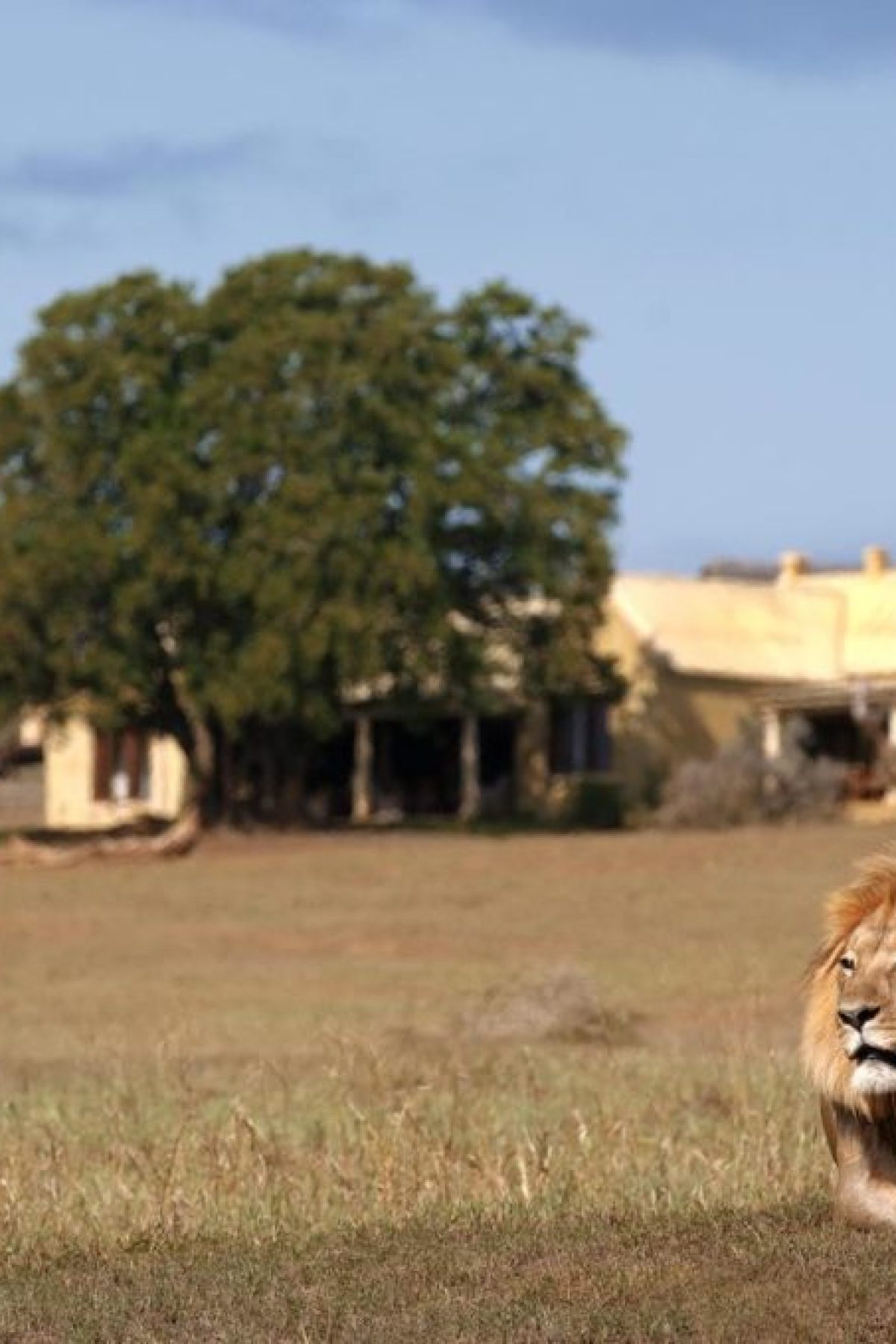 6088383a4eba712b2caad4f6_Gorah-Lion-infront-of-Lodge-1024x680