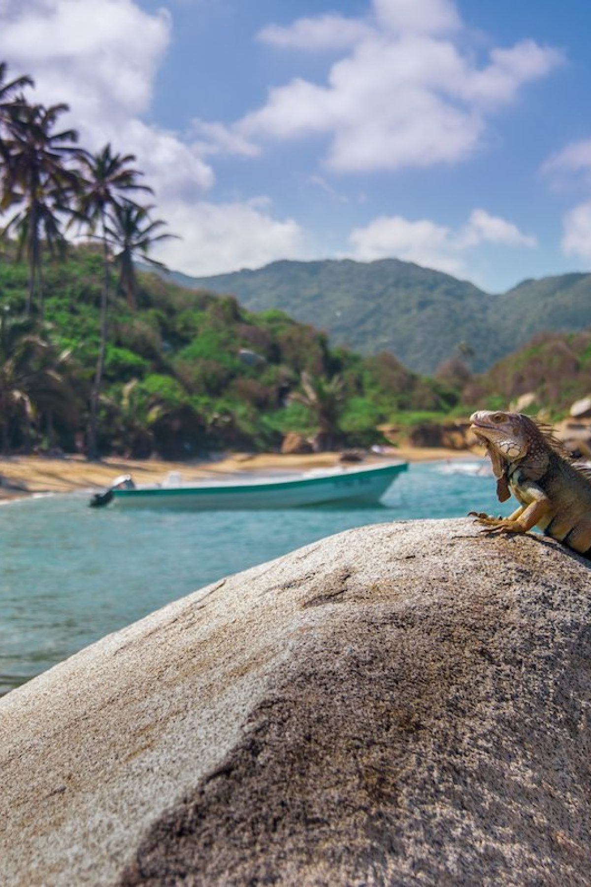 iguana in park tayrona