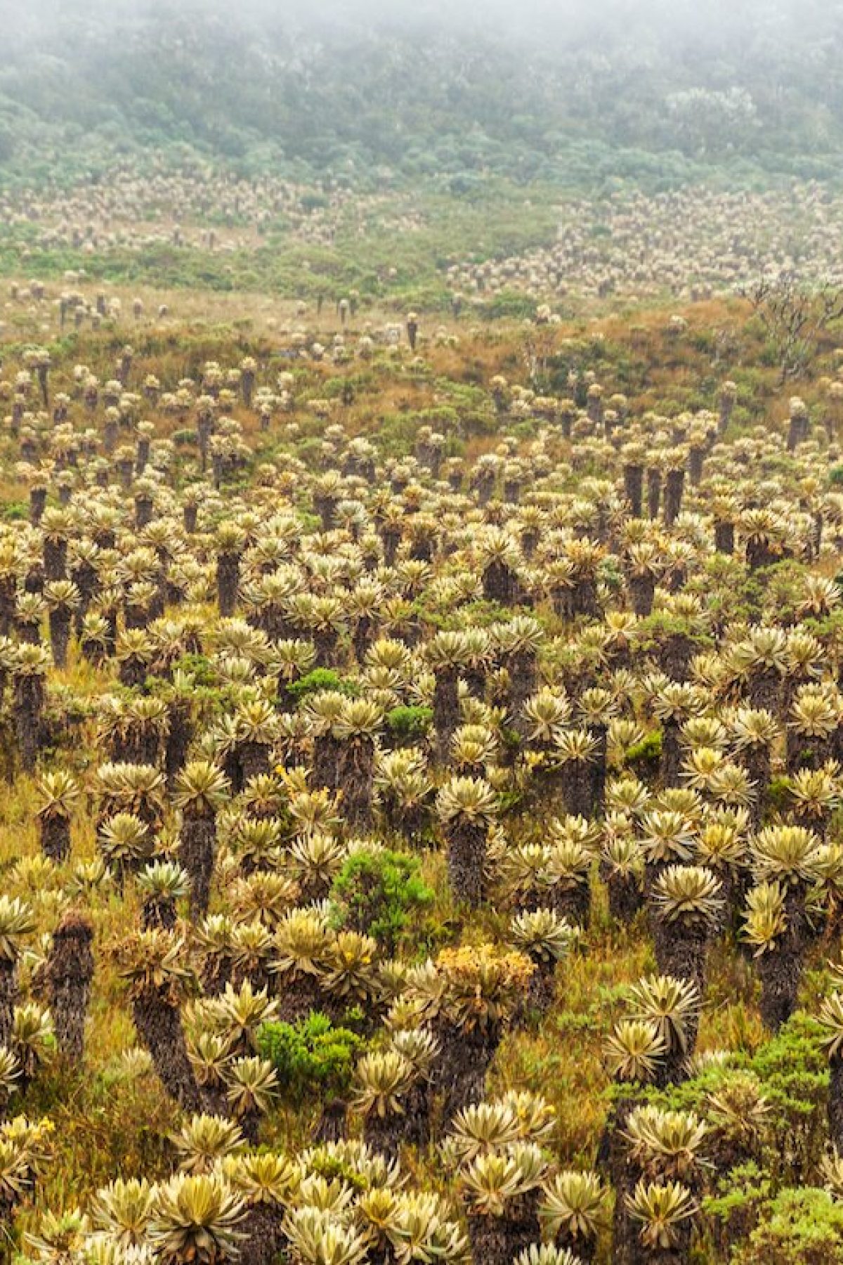 Frailejon plants in Paramo de las Delicias in Cauca, Colombia