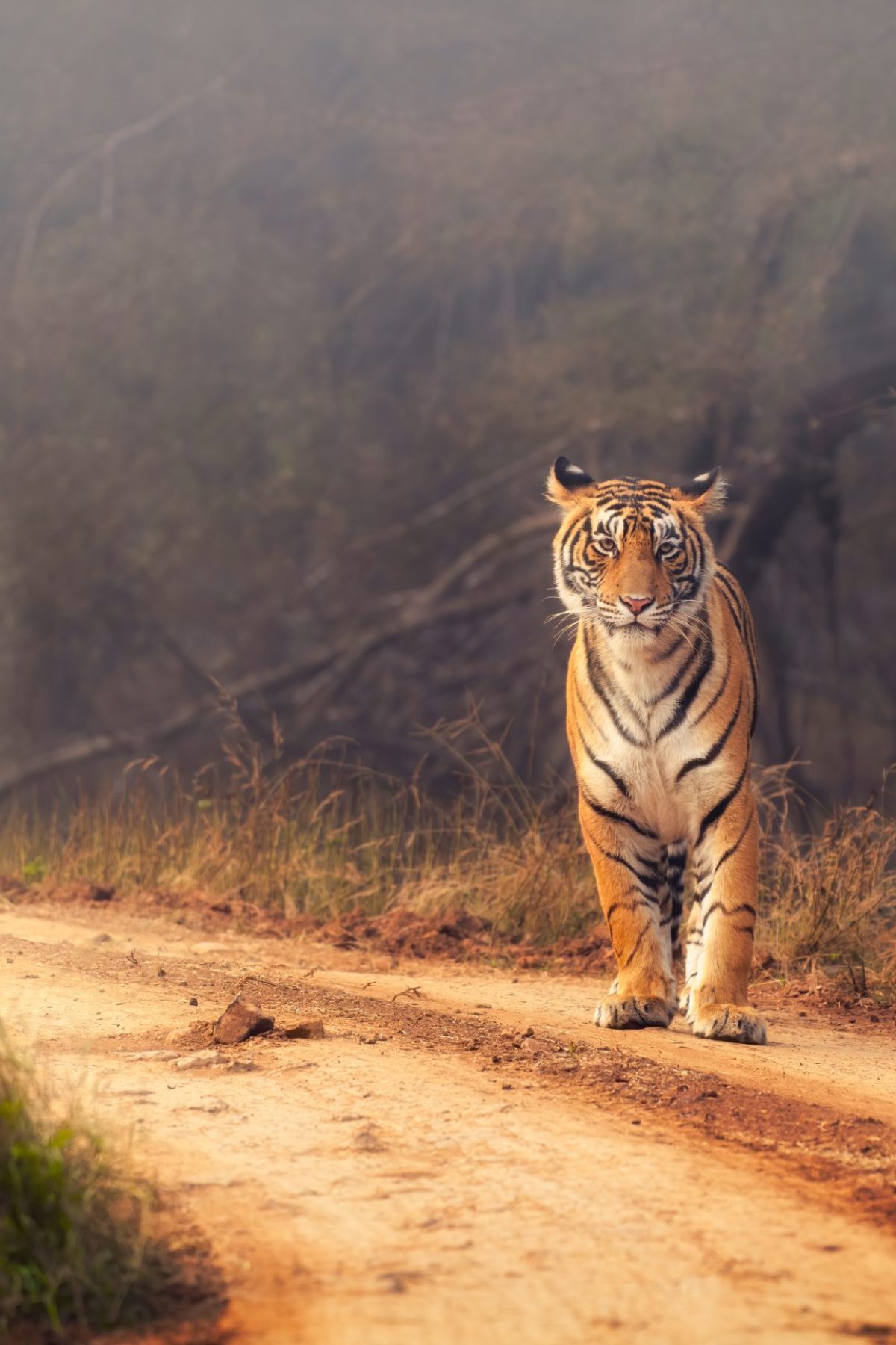 A,Royal,Bengal,Tiger,At,Ranthambore,National,Park,In,India